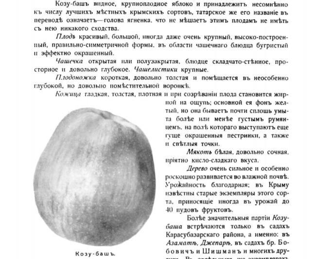 Яблоко сорта Козу-баш. Из книги Л. Симиренко «Крымское промышленное плодоводство»